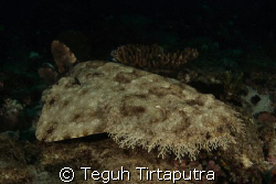 tasseled wobbegong...aka...carpet shark...canon EOS 400D,... by Teguh Tirtaputra 